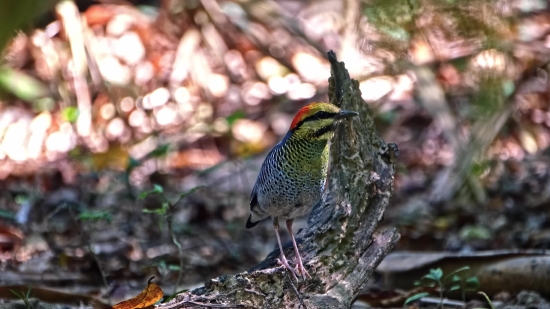 Bird, Game Bird, Partridge, Game, Quail, Wildlife