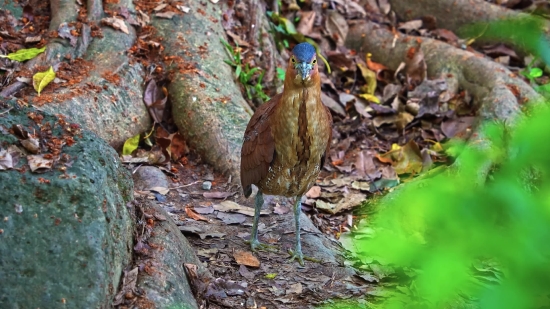 Bird, Game Bird, Ruffed Grouse, Grouse, Game, Partridge