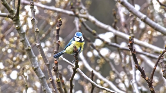 Bird, Goldfinch, Finch, Tree, Branch, Wildlife