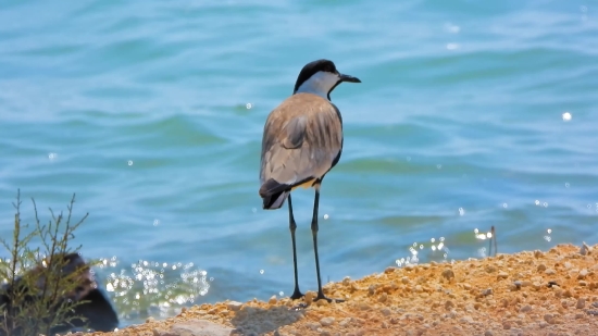 Bird, Goose, Aquatic Bird, Wading Bird, Wildlife, Crane