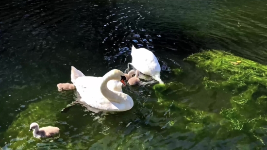 Bird, Goose, Lake, Aquatic Bird, Water, Pond