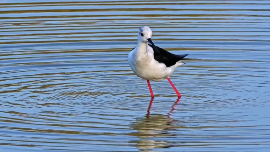 Bird, Gull, Wading Bird, Stork, Aquatic Bird, Wildlife