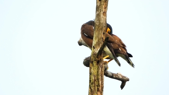 Bird, Hawk, Falcon, Wildlife, Beak, Feather