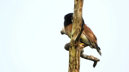 Bird, Hawk, Kite, Falcon, Wildlife, Tree