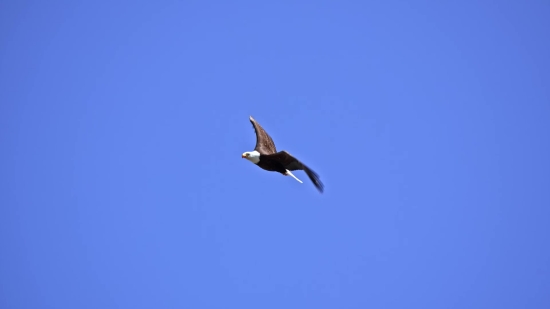 Bird, Hawk, Kite, Flying, Wildlife, Flight