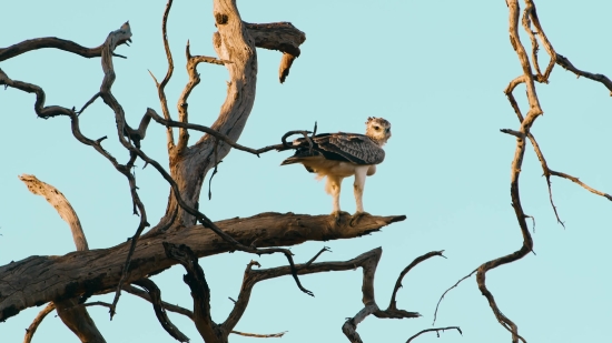 Bird, Hawk, Kite, Tree, Wildlife, Ruffed Grouse