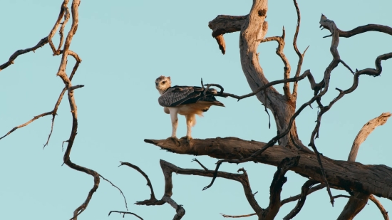 Bird, Hawk, Tree, Falcon, Kite, Wildlife