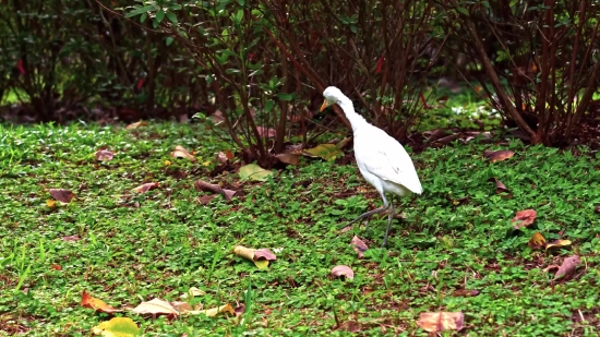 Bird, Heron, Wading Bird, Wildlife, White Mangrove, Egret