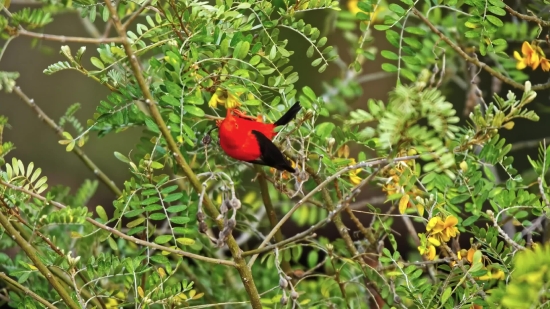 Bird, Hip, Fruit, Tree, Parrot, Wildlife