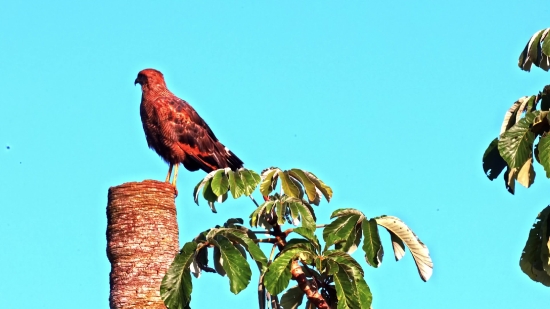 Bird, House Finch, Finch, Vulture, Wildlife, Beak