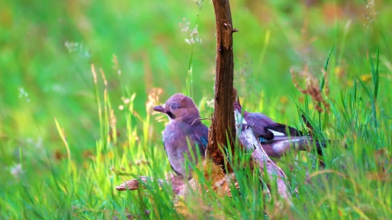 Bird, Indigo Bunting, Bunting, Jay, Wildlife, Beak