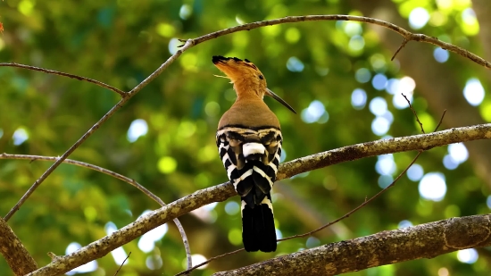 Bird, Jay, Wildlife, Tree, Woodpecker, Beak