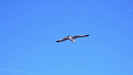 Bird, Kite, Flying, Hawk, Albatross, Flight