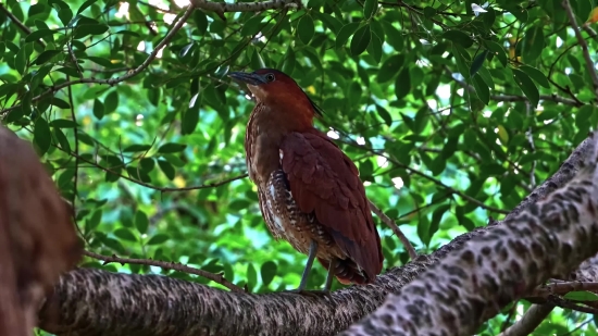 Bird, Kite, Hawk, Cuckoo, Wildlife, Beak