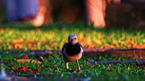 Bird, Magpie, Black Grouse, Wildlife, Beak, Grouse