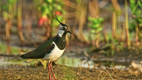 Bird, Magpie, Wildlife, Wild, Beak, Antelope