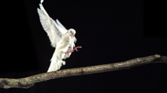 Bird, Marmoset, Monkey, Feather, Wildlife, Dove