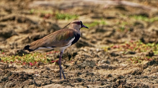 Bird, Nightingale, Wildlife, Thrush, Wild, Beak