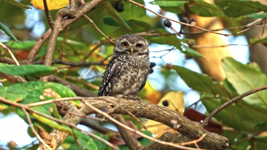 Bird, Owl, Wildlife, Beak, Feather, Wild