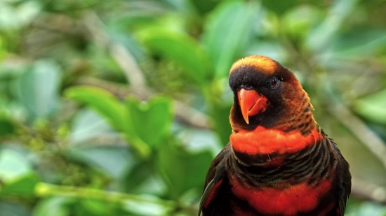 Bird, Parrot, Wildlife, Beak, Wild, Feather