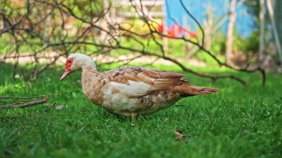 Bird, Partridge, Game Bird, Duck, Hen, Wildlife