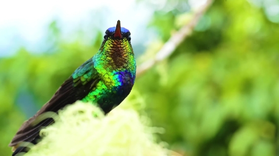 Bird, Peacock, Peafowl, Vertebrate, Pheasant, Wildlife