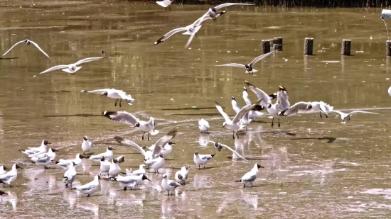 Bird, Pelican, Aquatic Bird, Wading Bird, Seabird, Water