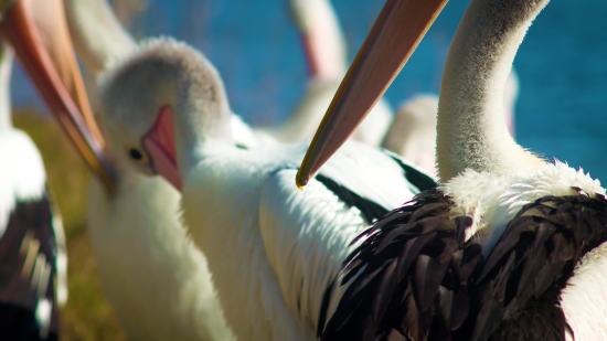 Bird, Pelican, White Stork, Wading Bird, Stork, Aquatic Bird