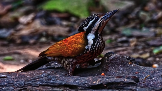 Bird, Robin, Wildlife, Thrush, Beak, Cuckoo