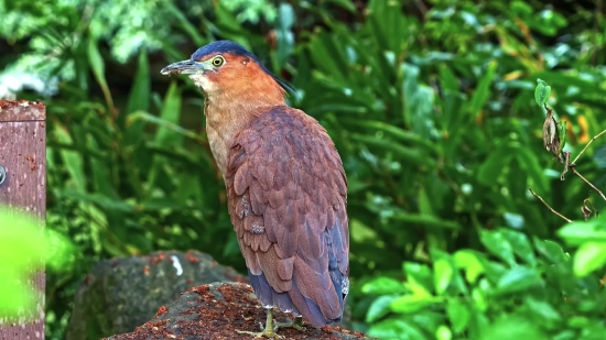 Bird, Robin, Wildlife, Thrush, Beak, Feather