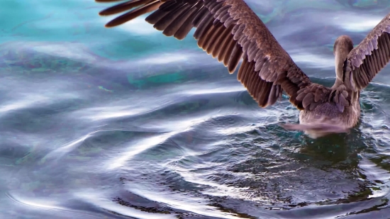 Bird, Sea, Wildlife, Water, Beach, Ocean