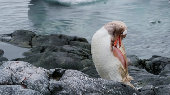 Bird, Seabird, Aquatic Bird, Goose, Beak, Pelican