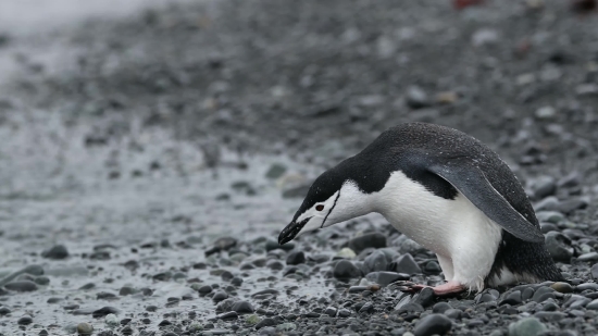 Bird, Seabird, Auk, Aquatic Bird, Albatross, Wildlife