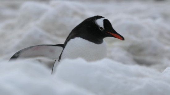 Bird, Seabird, Auk, Aquatic Bird, Gull, Wildlife