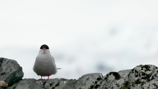 Bird, Seabird, Auk, Dove, Aquatic Bird, Wildlife