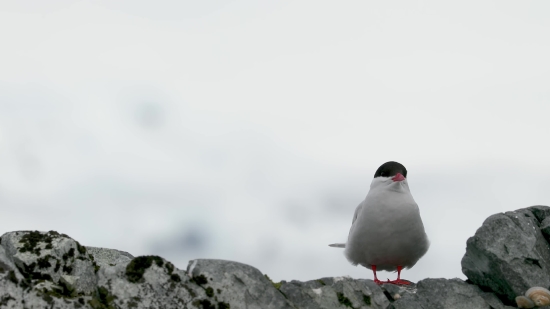 Bird, Seabird, Auk, Gull, Wildlife, Beak