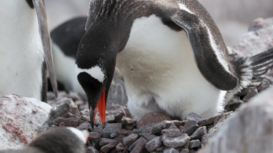 Bird, Seabird, Penguin, King Penguin, Aquatic Bird, Auk