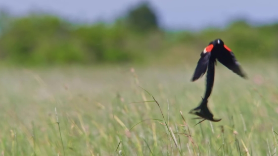 Bird, Shorebird, Wading Bird, Wildlife, Beak, Aquatic Bird