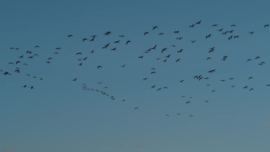 Bird, Sky, Flying, Fly, Flight, Wildlife