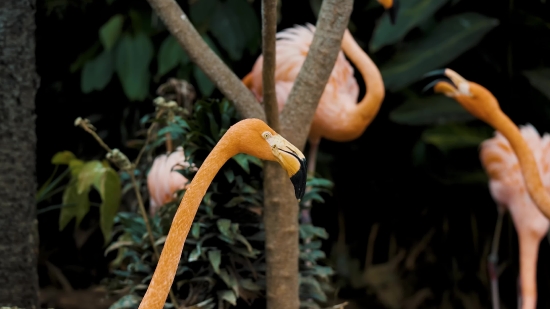 Bird, Snake, Wildlife, Tree, Plant, Wild