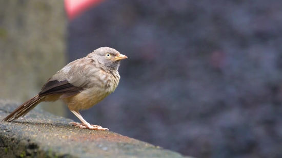 Bird, Sparrow, Wildlife, Beak, Wild, Warbler