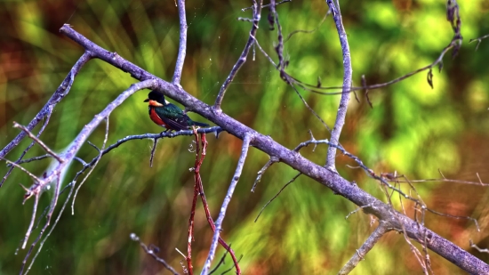 Bird, Tree, Branch, Wildlife, Wild, Feather