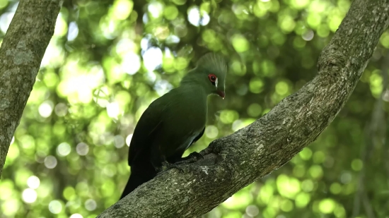 Bird, Tree, Dove, Branch, Woody Plant, Vertebrate