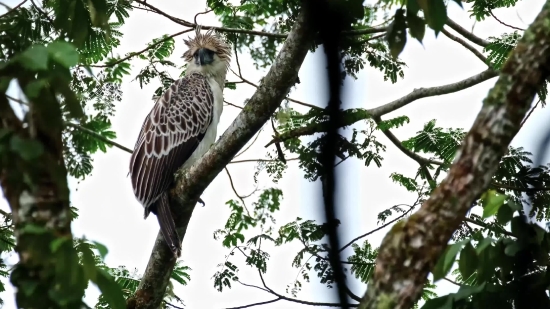 Bird, Tree, Hawk, Falcon, Wildlife, Eagle