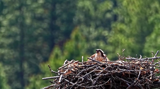 Bird, Tree, Knoll, White Stork, Dove, Wildlife