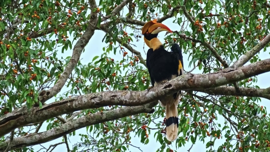 Bird, Tree, Toucan, Wildlife, Animal, Forest