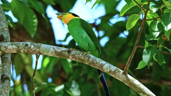 Bird, Tree, Toucan, Wildlife, Bee Eater, Beak