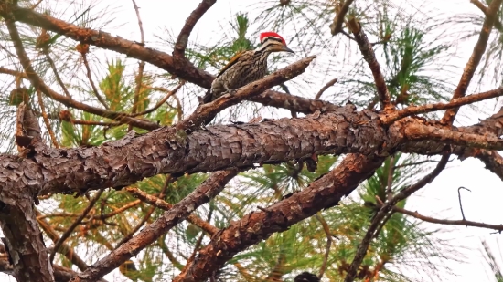 Bird, Tree, Wildlife, Animal, Branch, Beak