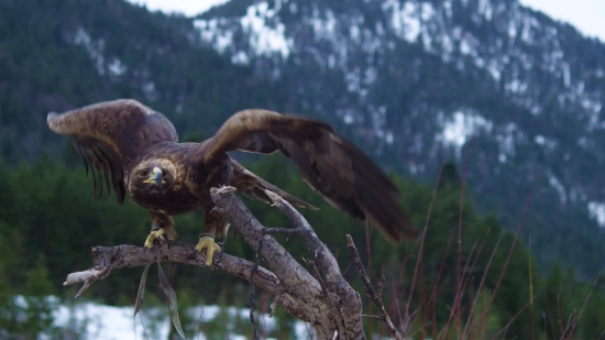 Bird, Tree, Wildlife, Animal, Wild, Hawk