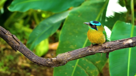 Bird, Tree, Wildlife, Beak, Feather, Branch